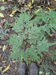 Adiantum formosum