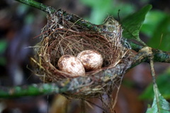 Manacus manacus flaveolus