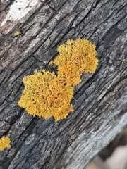 Teloschistes chrysophthalmus