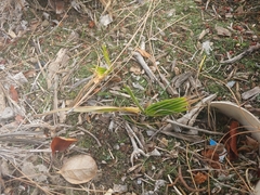 Washingtonia robusta