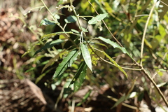 Astrotricha latifolia