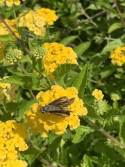 Atalopedes campestris