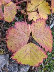 Rubus arcticus acaulis
