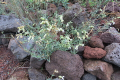 Silene vulgaris