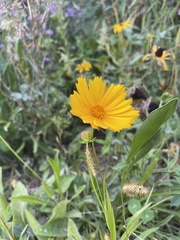 Coreopsis lanceolata