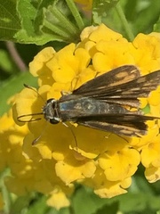 Atalopedes campestris