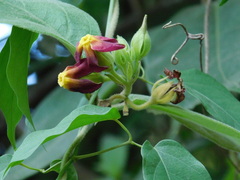 Prestonia riedelii