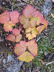 Rubus arcticus acaulis