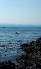 Orcinus orca