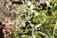 Astrotricha latifolia