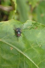 Muscidae