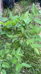 Celtis laevigata