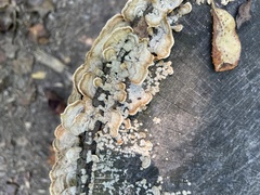 Steccherinum ochraceum