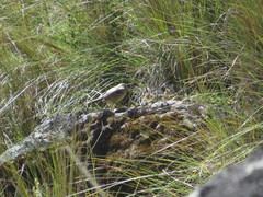Catamenia