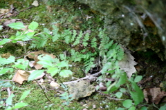 Cystopteris protrusa