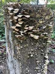 Steccherinum ochraceum