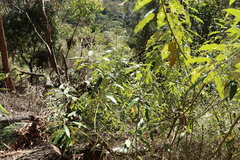 Astrotricha latifolia
