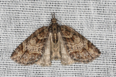 Microdes diplodonta