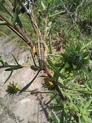 Sphenarium purpurascens