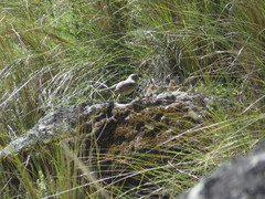 Catamenia