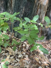 Notholithocarpus