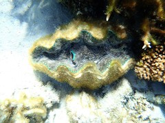 Tridacna derasa