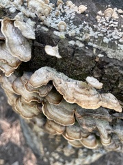 Steccherinum ochraceum