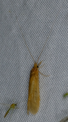 Oecetis