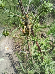 Sphenarium purpurascens