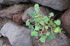 Angiospermae