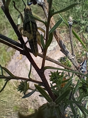 Sphenarium purpurascens