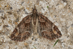 Microdes diplodonta