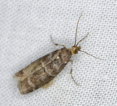 Ortholepis pasadamia