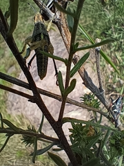 Sphenarium purpurascens