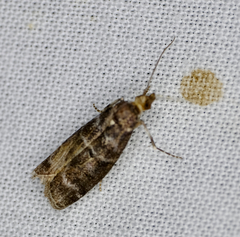 Ortholepis pasadamia