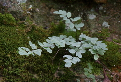 Pellaea glabella