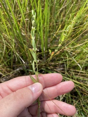Polygonum ramosissimum