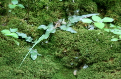 Asplenium rhizophyllum