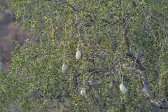 Aspidosperma quebracho-blanco
