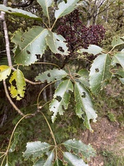 Pseudopanax arboreus