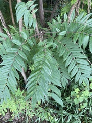 Sorbaria sorbifolia