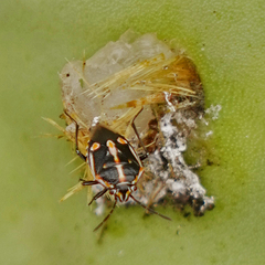 Bagrada hilaris