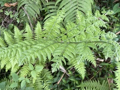 Microlepia speluncae