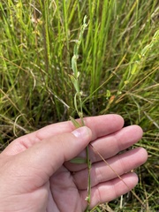 Polygonum ramosissimum