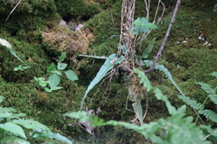 Asplenium rhizophyllum