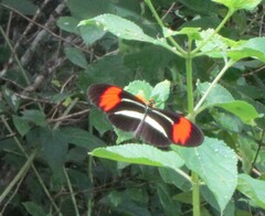 Heliconius