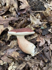 Xanthoconium purpureum