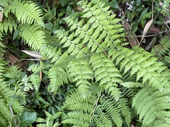 Microlepia speluncae