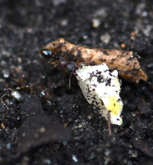 Tetramorium caespitum