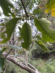 Pseudopanax arboreus